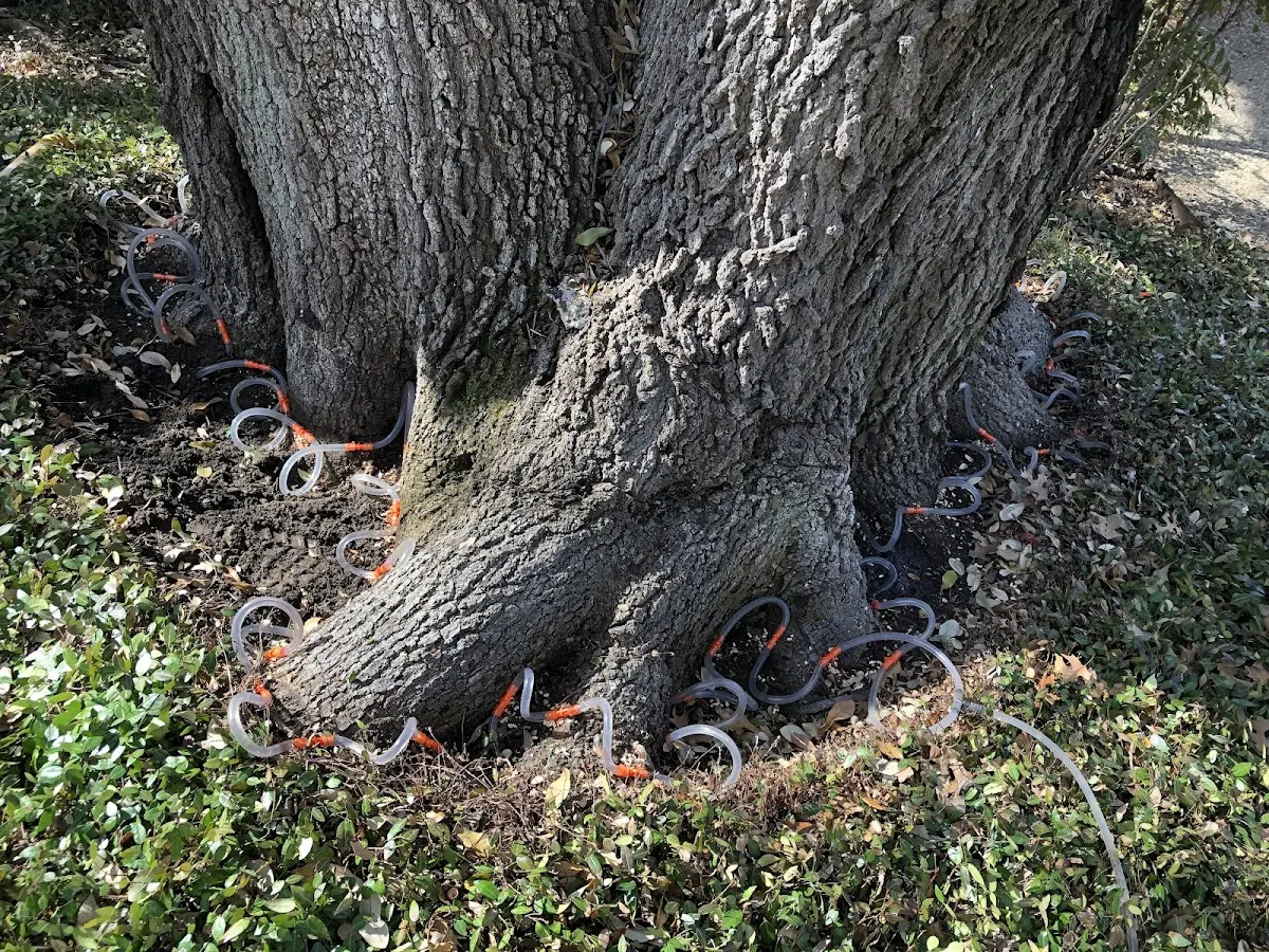 Detailed Tree Cabling and Bracing job site in Nallen