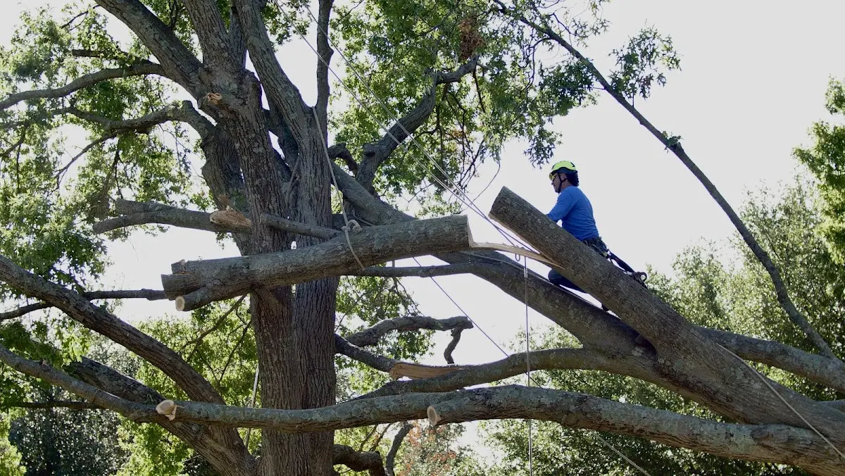 Professional Hazardous Tree Removal performed by certified arborists in Nallen