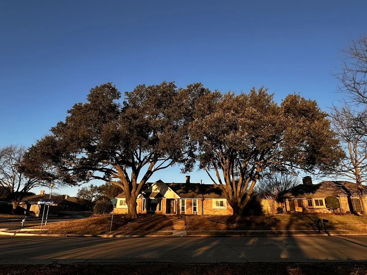 Established residential canopy tree shading a home in Nallen